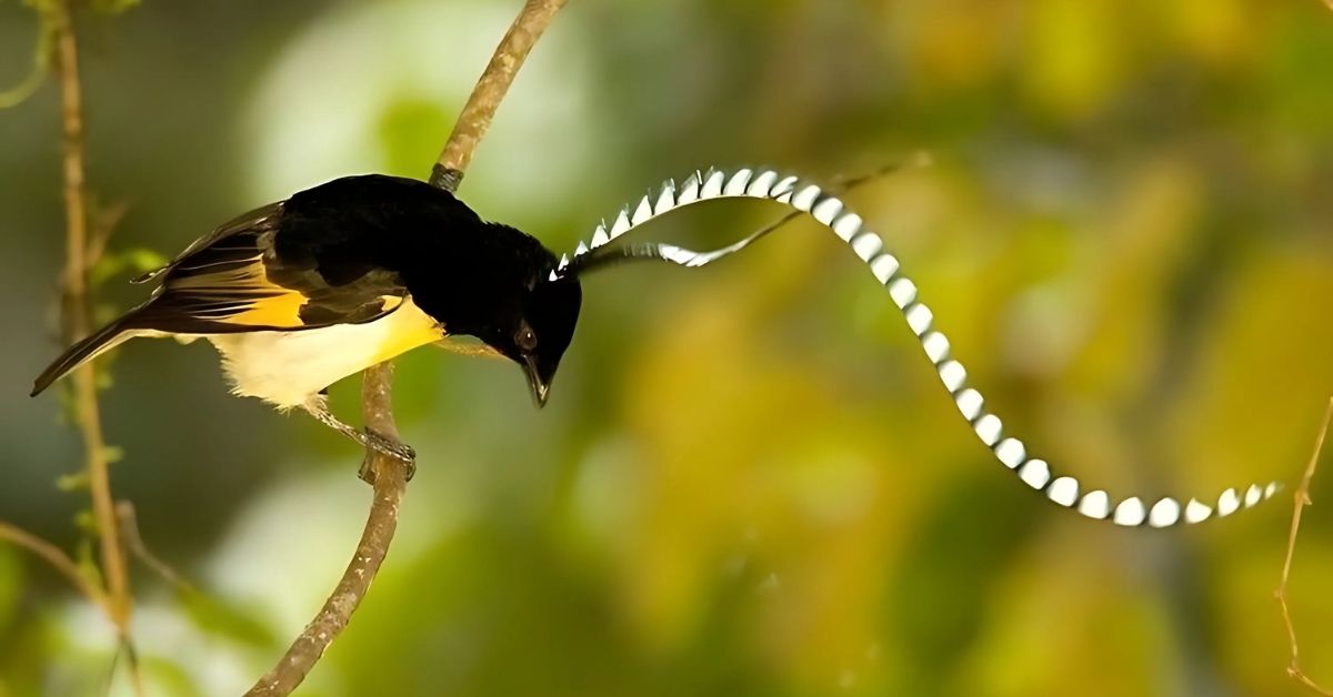 Introduction to the King of Saxony Bird of Paradise