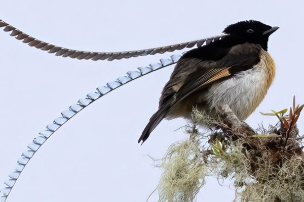 King of Saxony Bird of Paradise Fact 