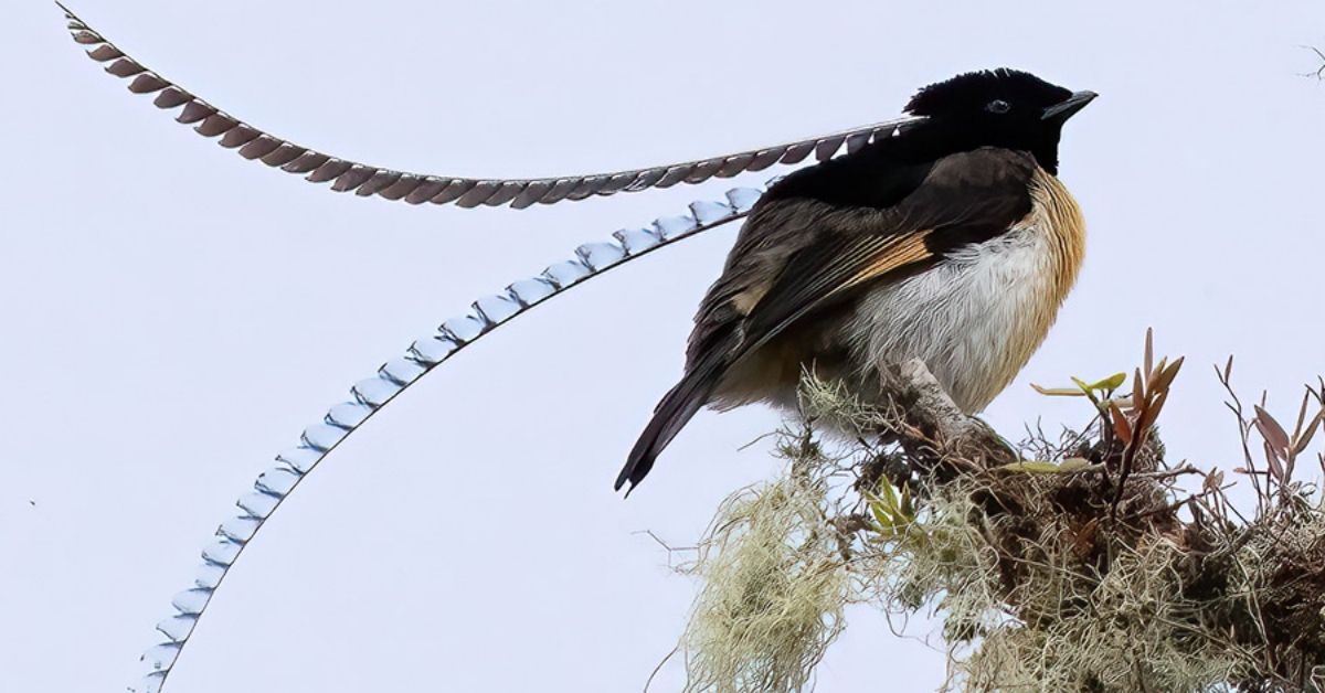 King of Saxony Bird of Paradise Fact 