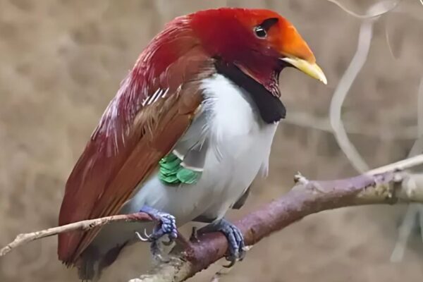 King Bird of Paradise Facts