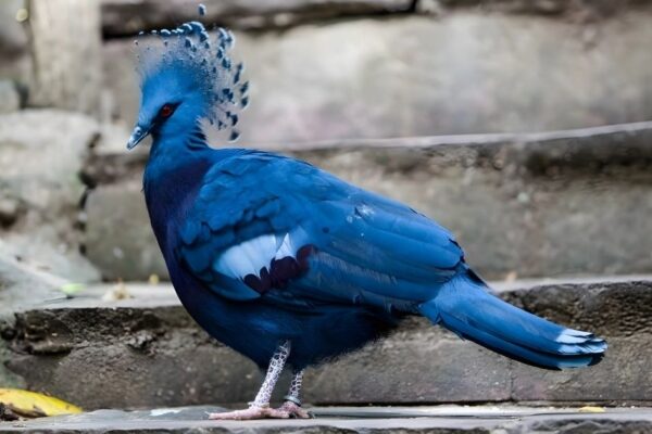 Birds That Look Like They Have Hair