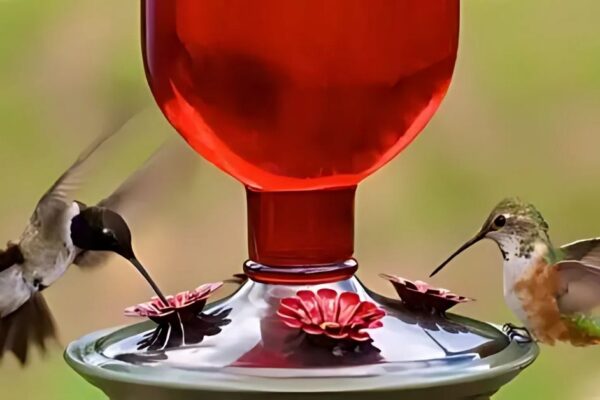 How to Keep Ants Away from Hummingbird Feeders