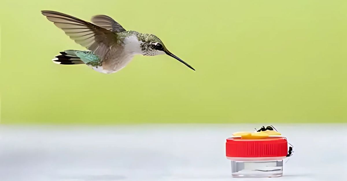 Keep the Feeder Clean