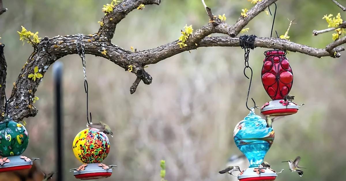 An update on human Bird Flu cases in the US