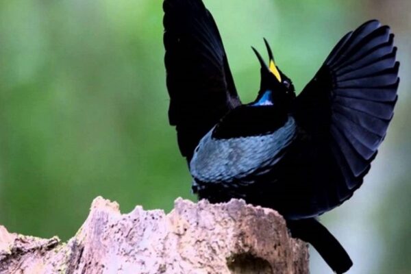 Magnificent Riflebird Facts