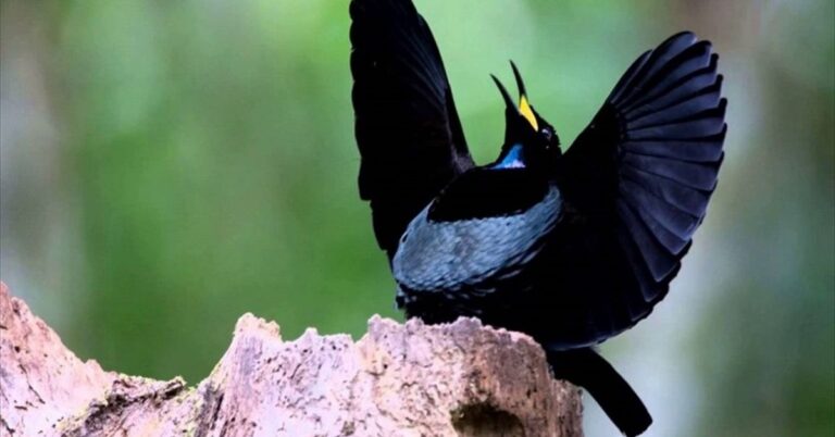 Magnificent Riflebird Facts