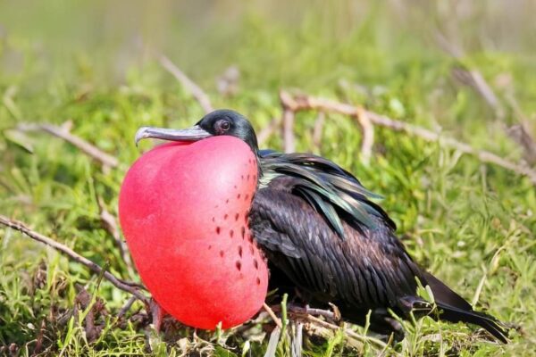 Frigatebirds Facts-That Will Leave You Amazed