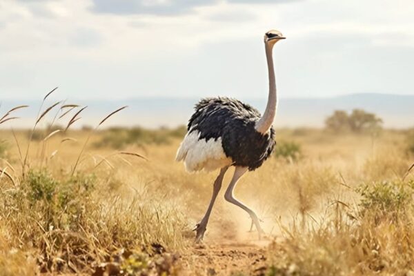 Flightless Birds Facts for Kids