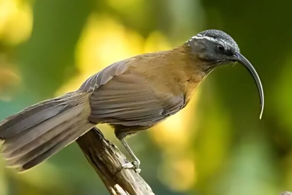 Small Birds with Long Beaks
