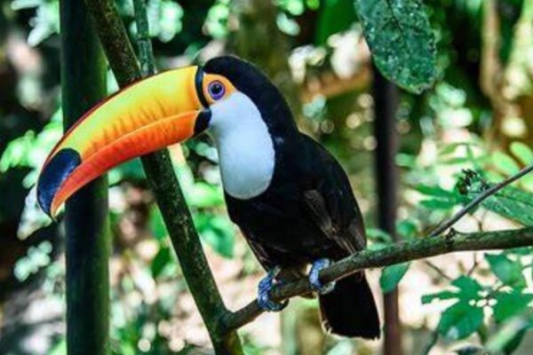 Toco Toucan Facts