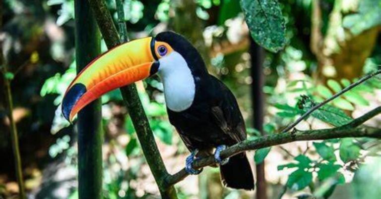 Toco Toucan Facts