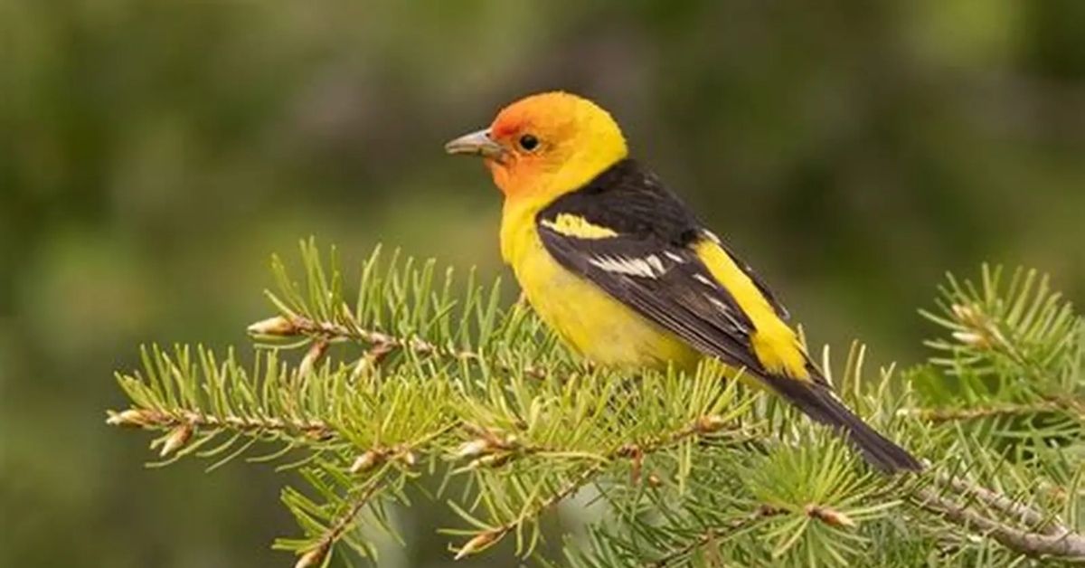 Yellow-headed Blackbird