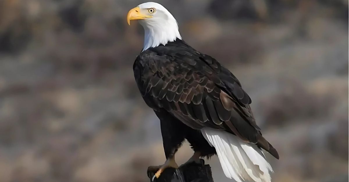 Largest Birds in Wyoming