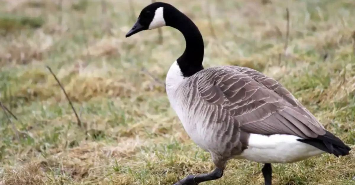 Canada Goose – Branta canadensis