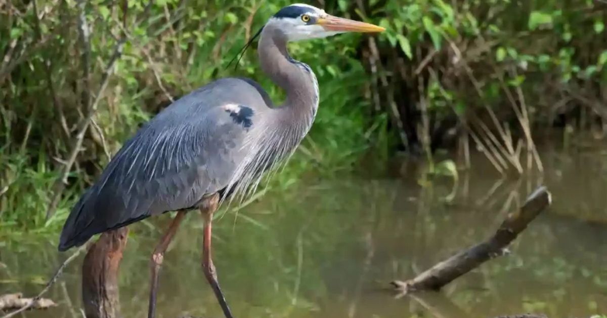 Great Blue Heron – Ardea herodias