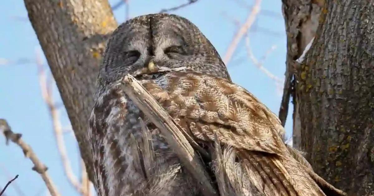 Great Gray Owl – Strix nebulosa