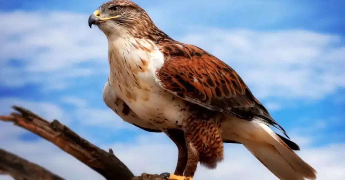 Ferruginous Hawk – Buteo regalis