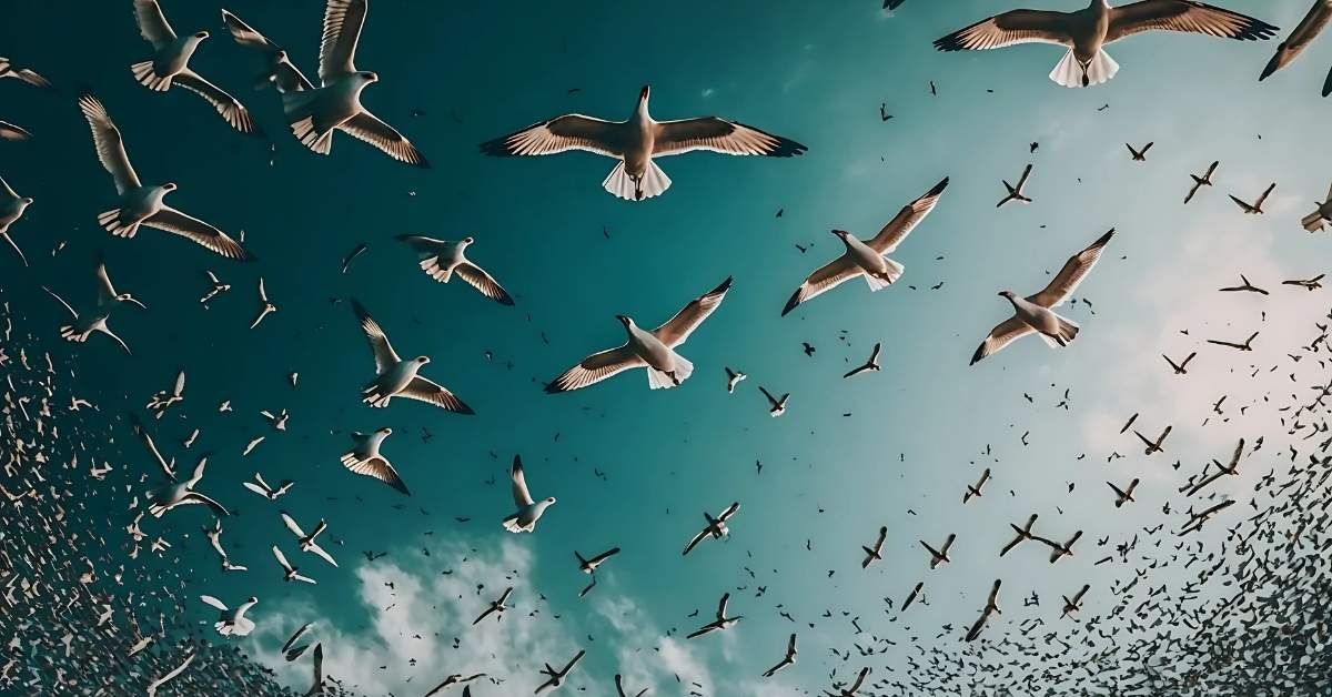 Dream About Birds Meaning