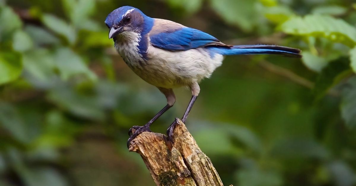 Scrub Jay Spiritual Meaning