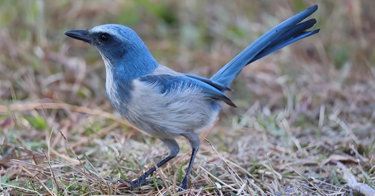 Scrub Jay as a Spirit Animal