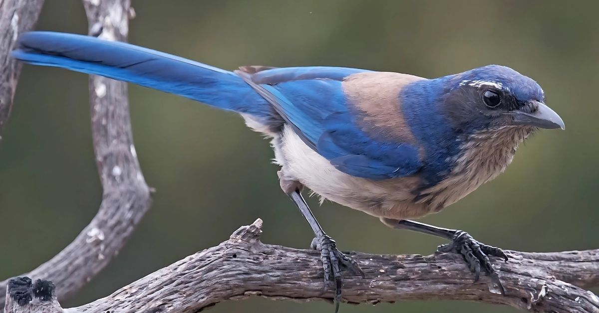 Scrub Jay as a Guide for Change