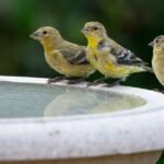 How to Clean Your Birdbath