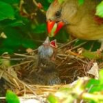 Attract Nesting Birds