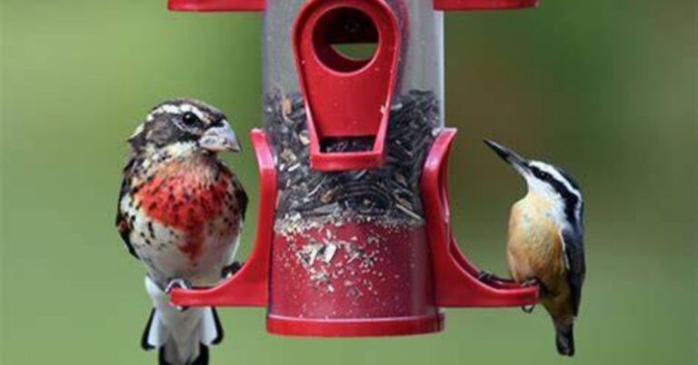 How Do Birds Know There Is a Bird Feeder