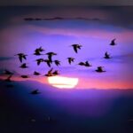 Why Do Birds Migrate