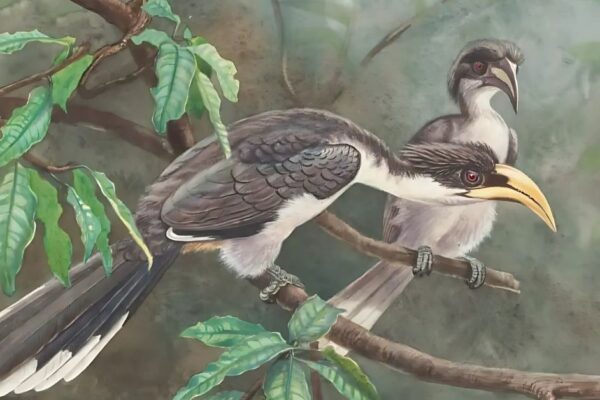 How Birds Sex, Lay Eggs, Pee and Poop?