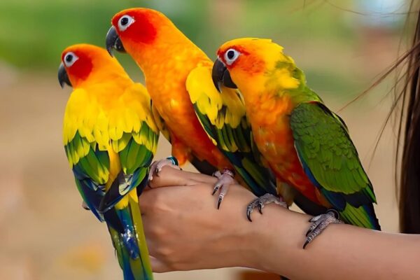 Trainable Pet Birds Species List