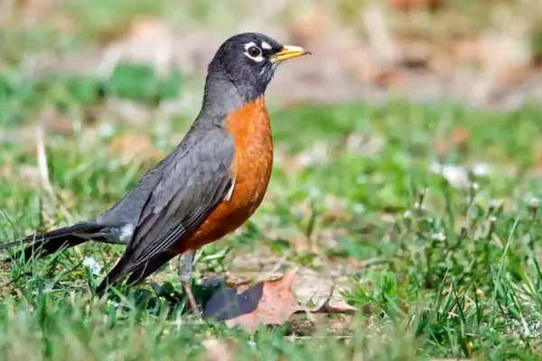 Angriest Looking Birds