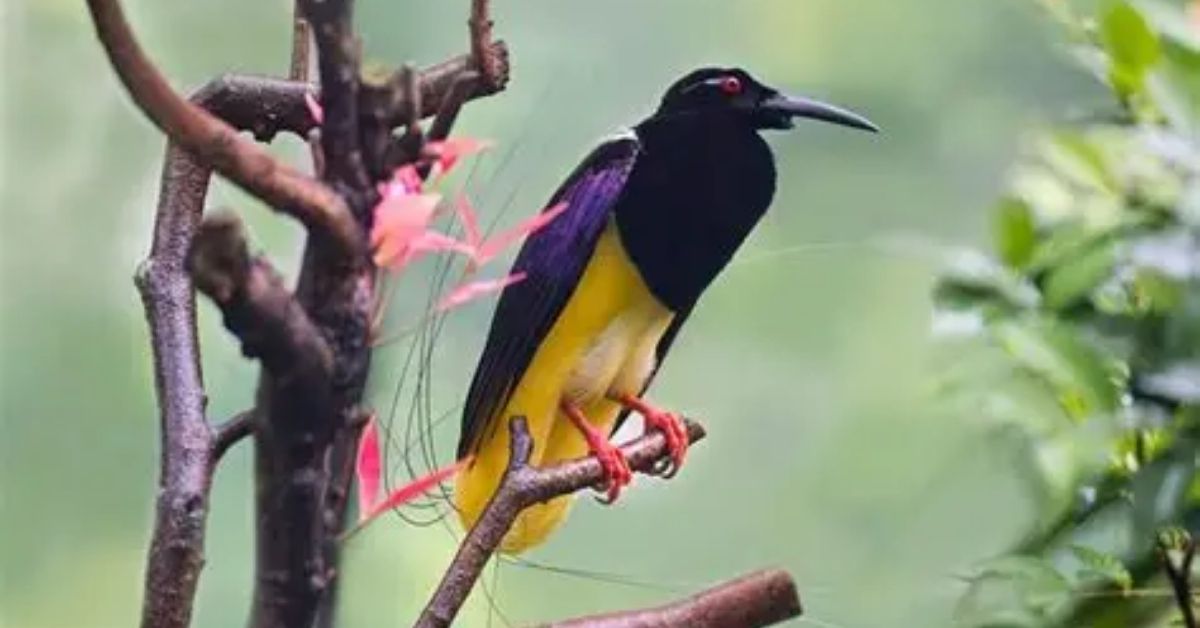 Unique Physical Features