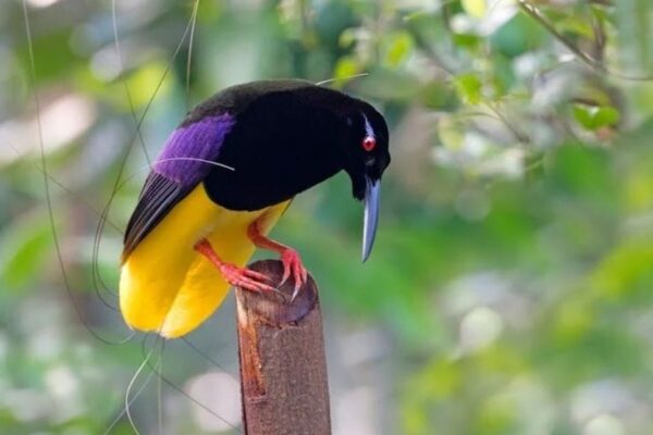 Twelve Wired Bird of Paradise