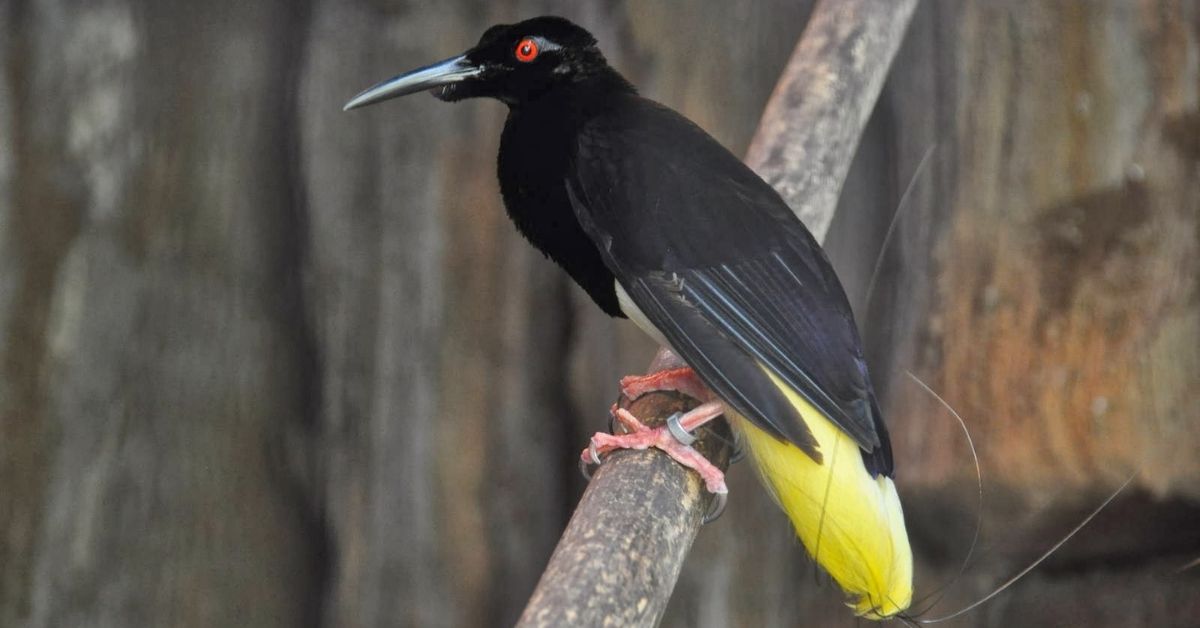 Cultural Significance