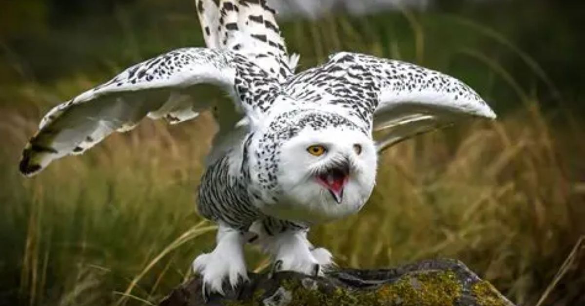 The Grumpy Owl Stare