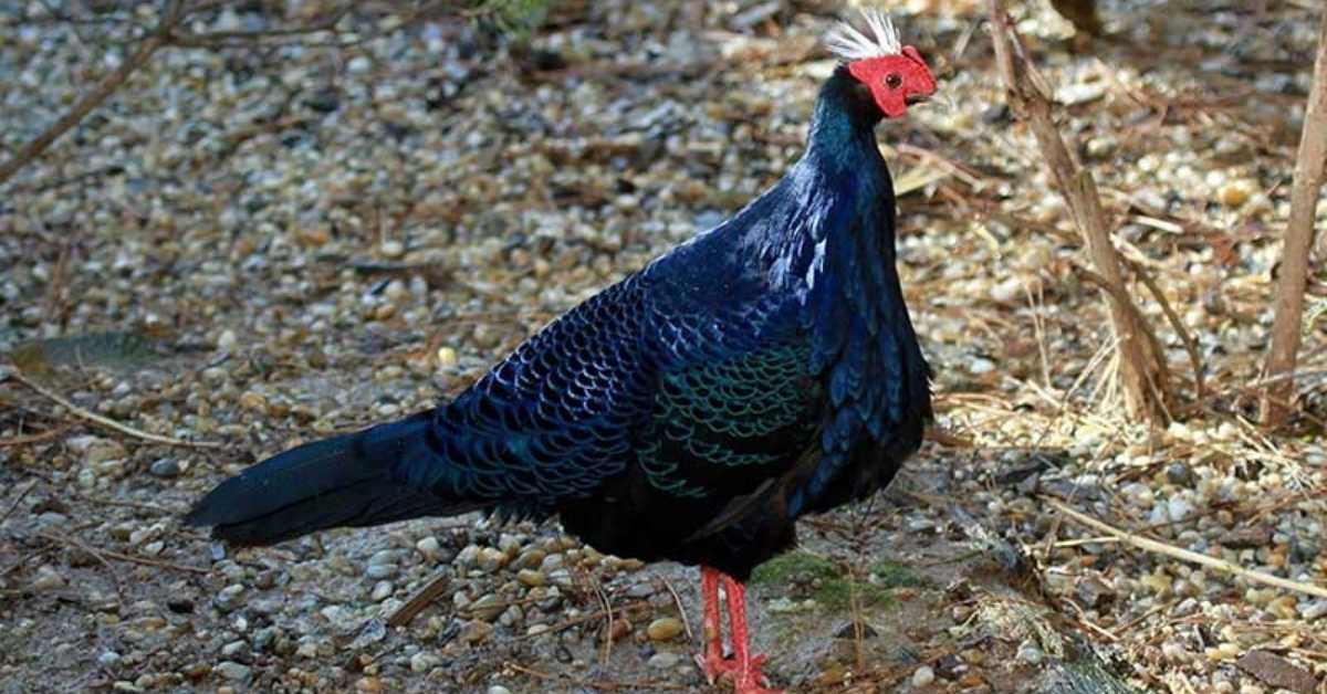 Edward’s pheasant (Lophura edwardsi)