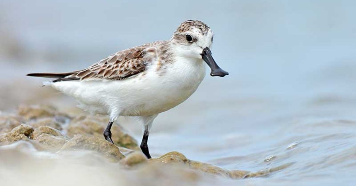 Spoon-billed sandpiper (Calidris pygmaea)