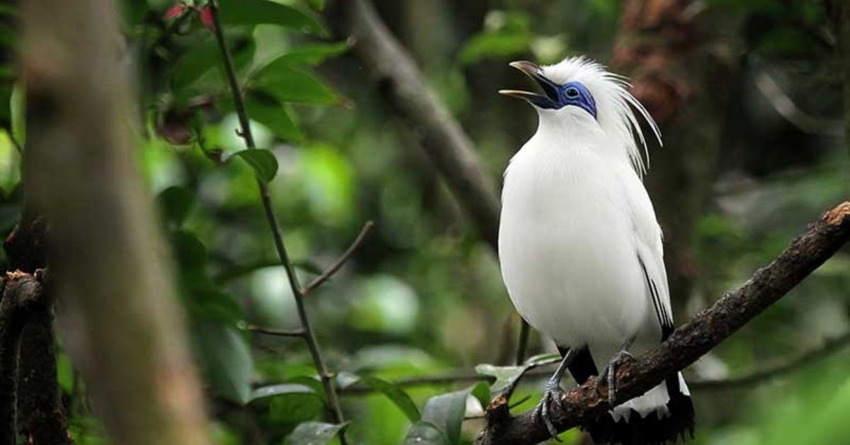Bali myna (Leucopsar rothschildi)