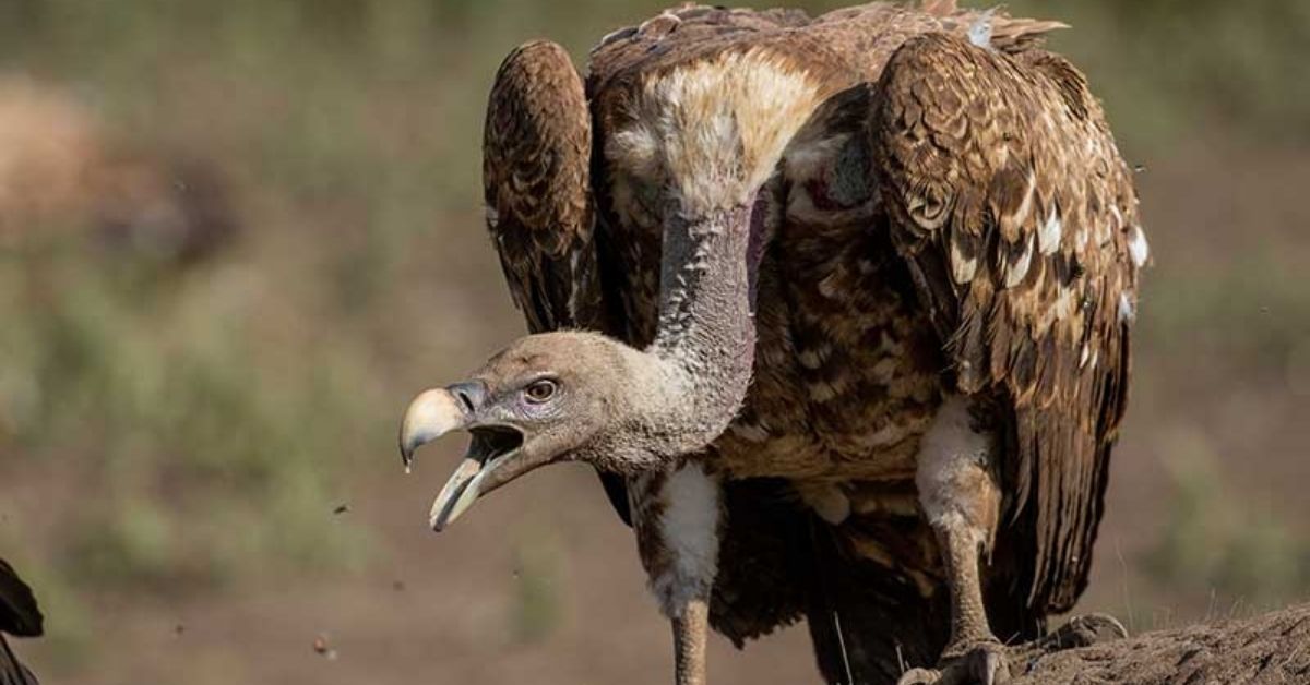 10-Rare Birds in the World