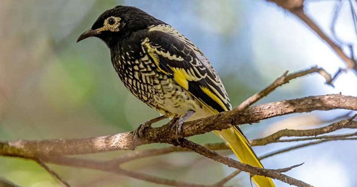 Regent honeyeater (Anthochaera phrygia)