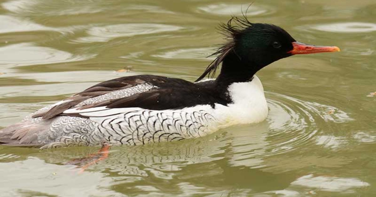 Scaly-sided merganser (Mergus squamatus)