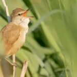 Spiritual Meanings of Brown Birds Spiritual Meanings of Brown Birds