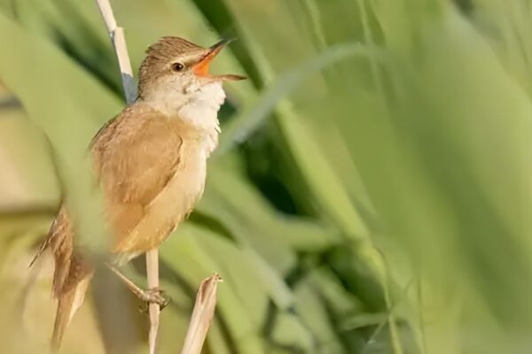 Spiritual Meanings of Brown Birds Spiritual Meanings of Brown Birds