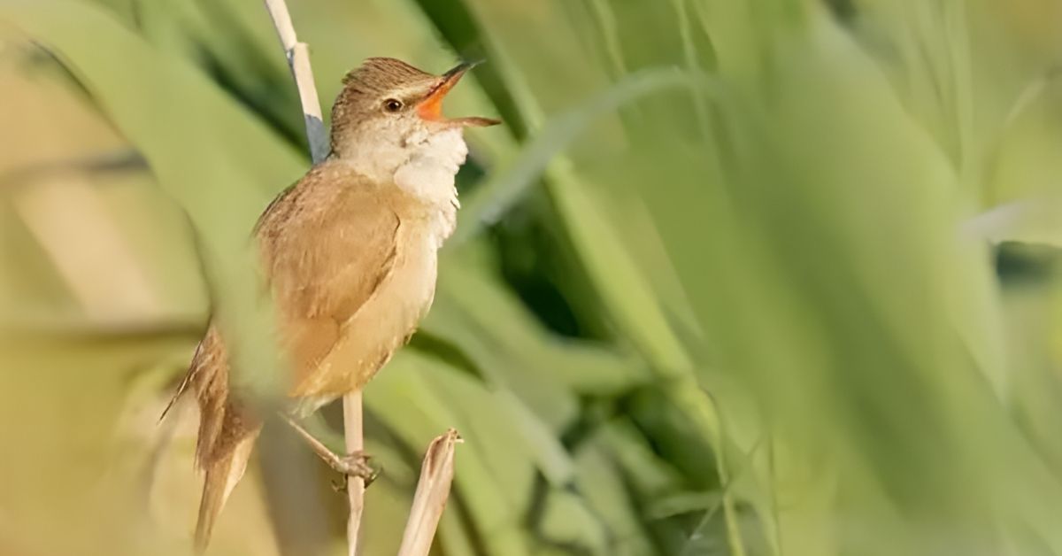 Spiritual Meanings of Brown Birds