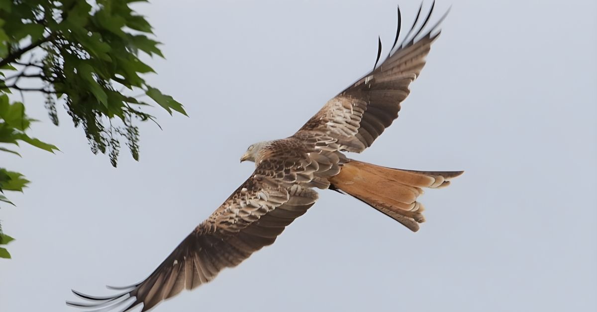 Brown Bird Symbolism