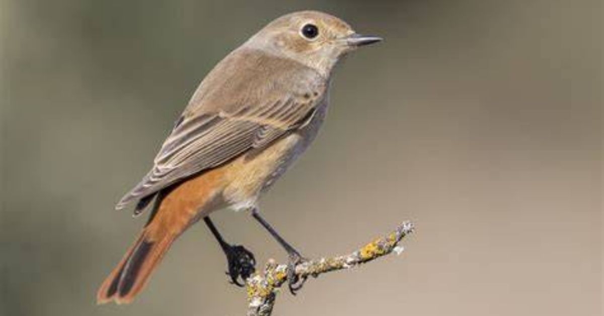 Brown Bird Spiritual Messages