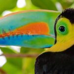 Birds with Colorful Beaks Birds with Colorful Beaks