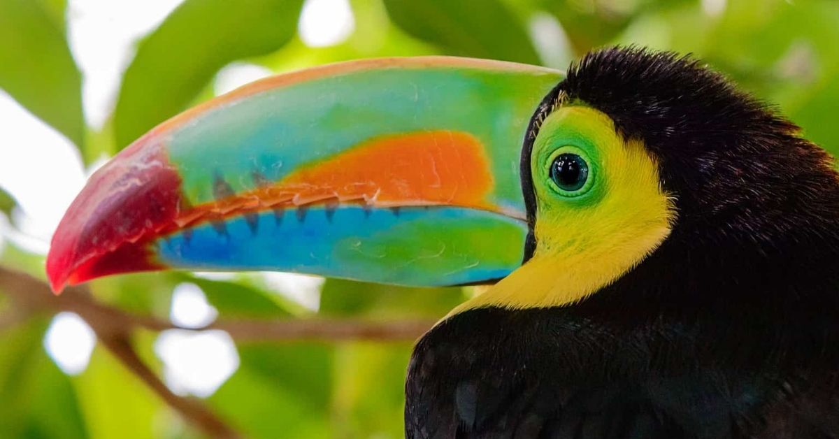 Birds with Colorful Beaks