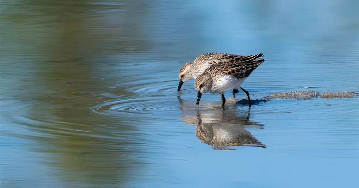 Conservation Efforts and Monitoring